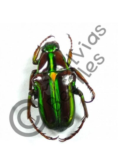 Pygora ignata