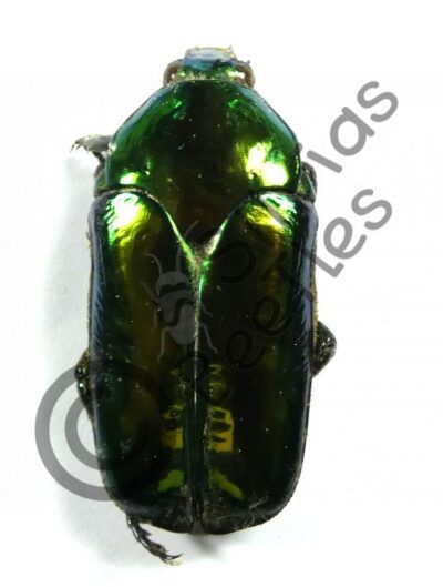 Agestrata sp.