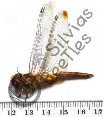 Odonata ssp.