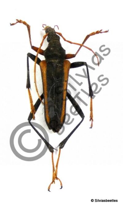 Mastodera transversalis