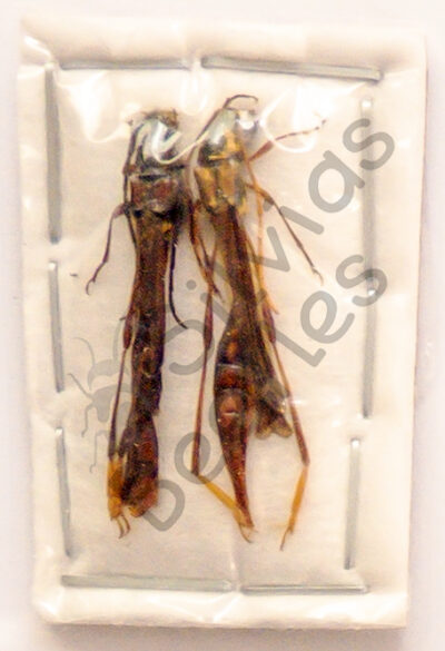 Necydalis atricornis