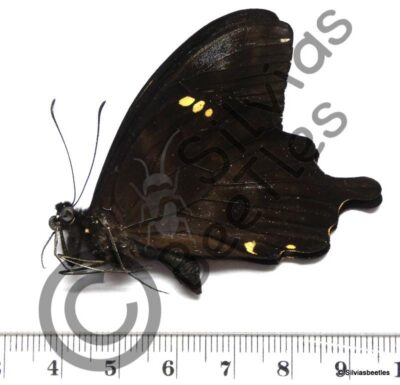 Papilio Epiphorbas