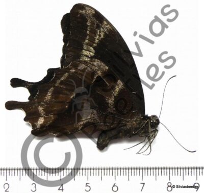 Papilio Oribazus