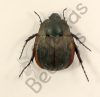 Hexodon sp.