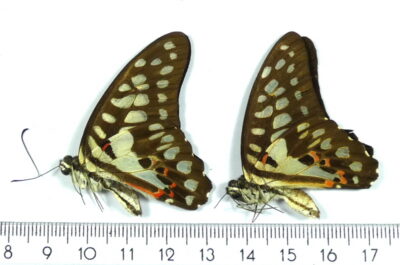 Graphium sp.