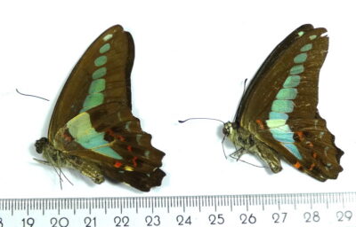 Graphium sp.