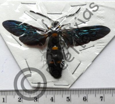 Megascolia procer