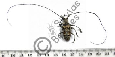 Monochamus tridentatus