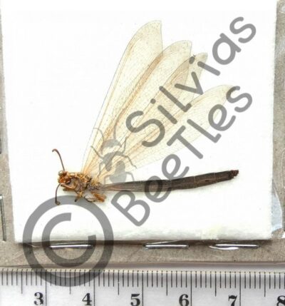 Odonata ssp.