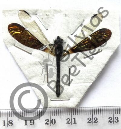 Rhinocypha anisoptera