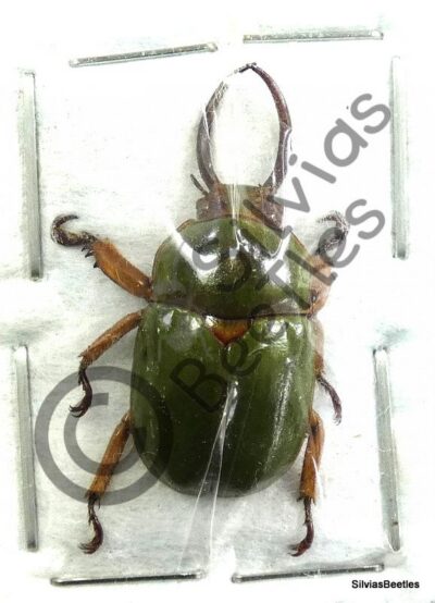 Fruhstorferia sp.