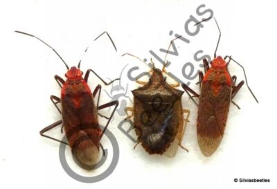 Heteroptera ssp.