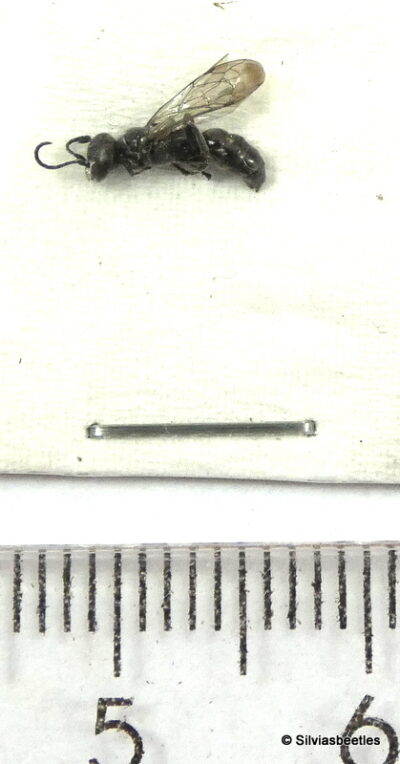 Hymenoptera ssp.