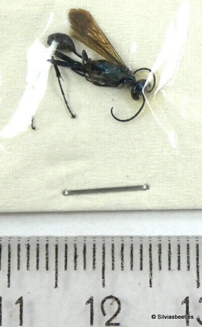 Hymenoptera ssp.