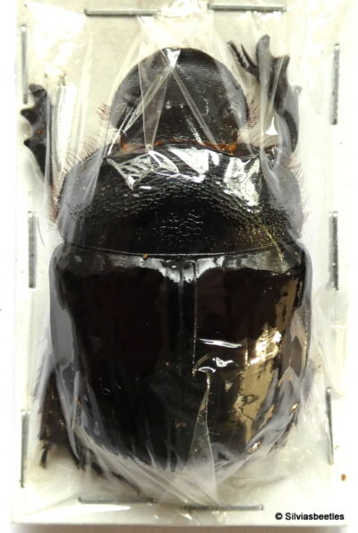 Heliocopris bucephalus