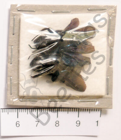 Hymenoptera ssp.