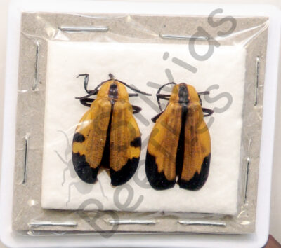 Elateroidea, Lycidae sp.