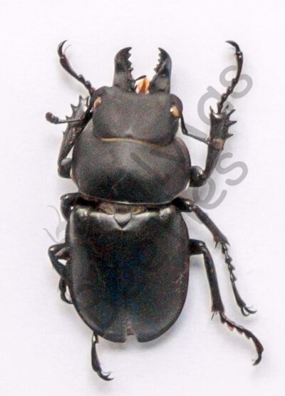 Prosopocoilus sp.