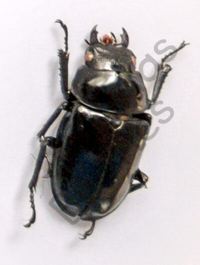 Neolucanus sp.