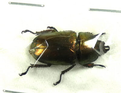 Lamprima adolphinae, ♀
