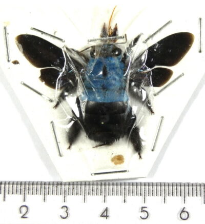Brachycera, Xylocopa caerulea