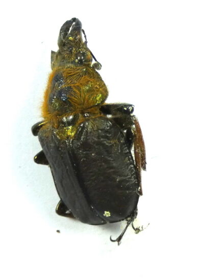 Sphaenognathus xerophilus, ♂