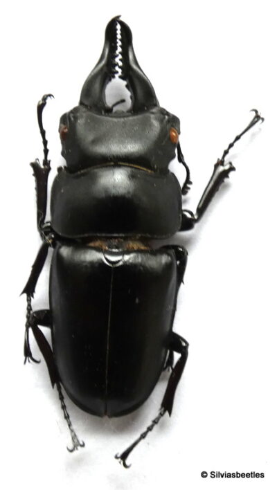 Prosopocoilus serricornis