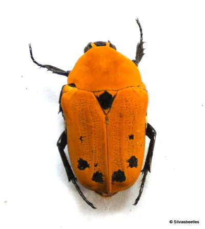Euchroea auripimenta