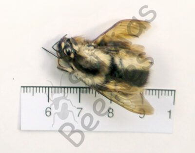 Apidae, Bombus sp.