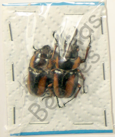 Prosopocoilus savagei
