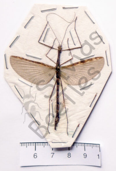 Necroscia sp.