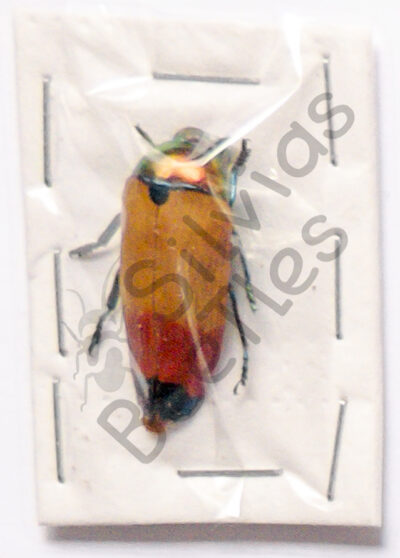 Metaxymorpha apicalis