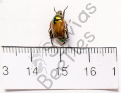 Rutelinae ssp.