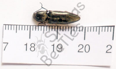 Elateridae ssp.