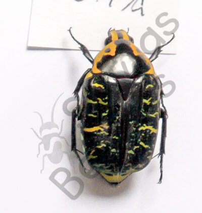 Euchroea ripheus