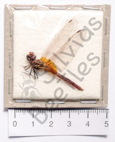 Odonata ssp.