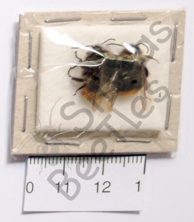 Hymenoptera ssp.