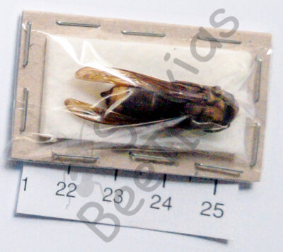 Vespa orientalis