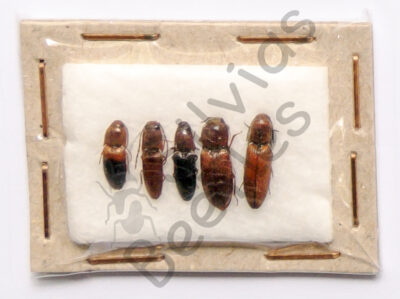 Elateridae ssp.