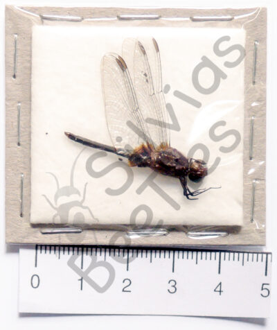 Odonata ssp.