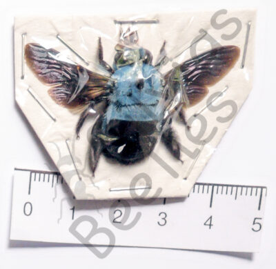 Brachycera, Xylocopa caerulea
