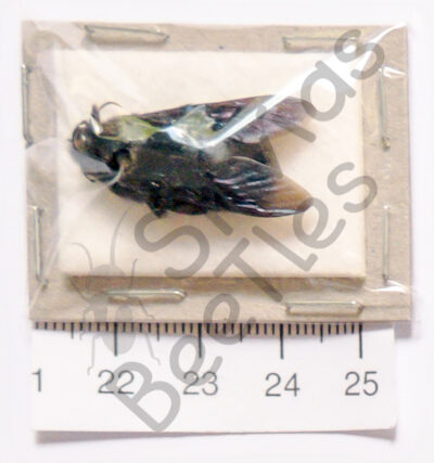 Hymenoptera ssp.