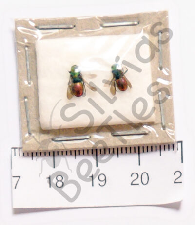 Chrysididae sp.