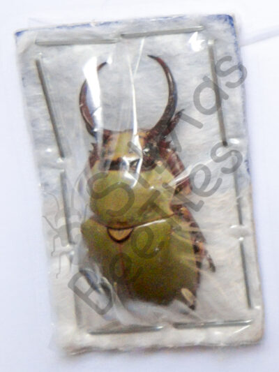Fruhstorferia sp.