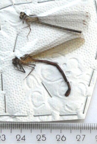 Odonata ssp.