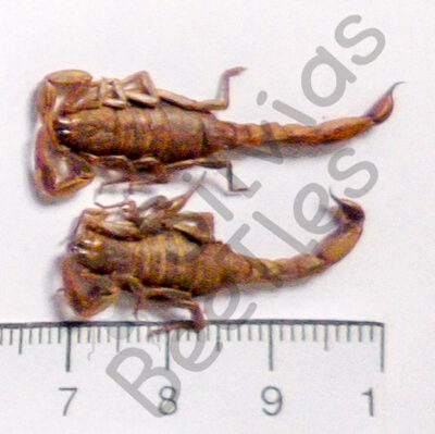Skorpione sp.