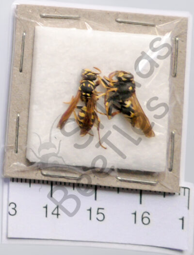 Vespinae sp.