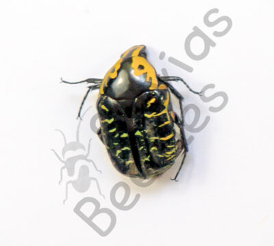Euchroea coelestis