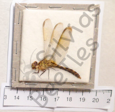 Odonata ssp.