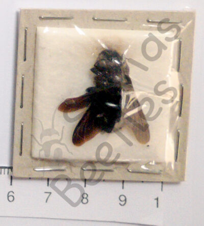 Hymenoptera ssp.